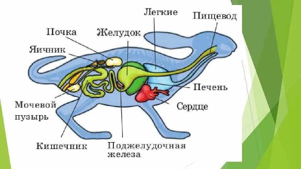 Внутреннее строение кролика. Строение органов зайца. Пищеварительная система млекопитающих 7 класс кролик. Внутреннее строение млекопитающих заяц. Внутренне строение зайца.