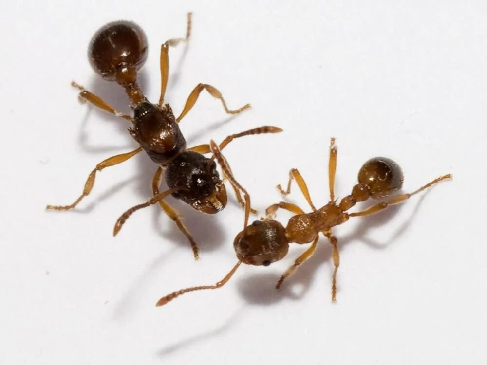 Муравьи Myrmica rubra. Мирмика Рубра. Мирмика Рубра матка. Мирмика Рубра жало.