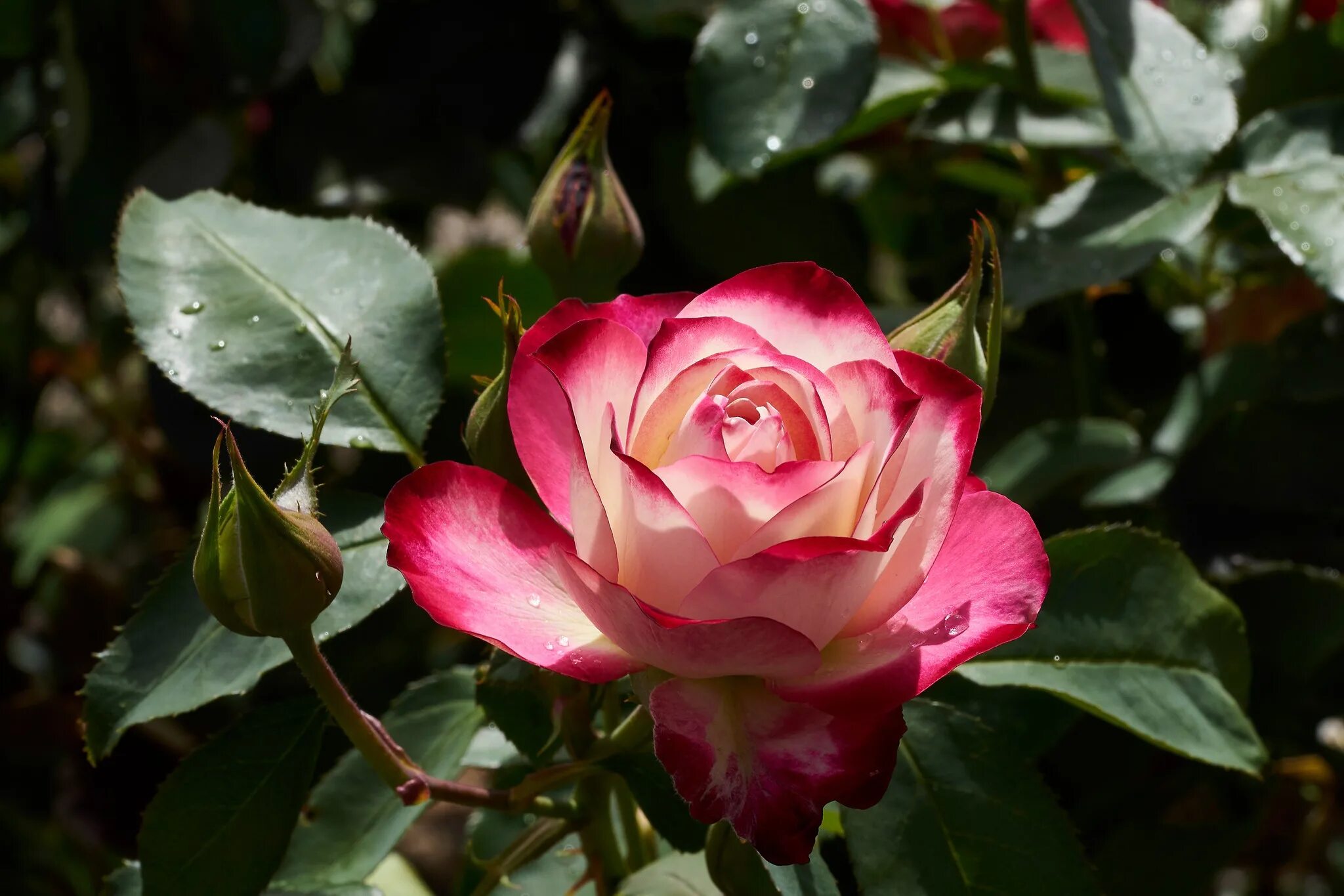 Пестрые розы. Двухцветные розы чайно гибридные розы.