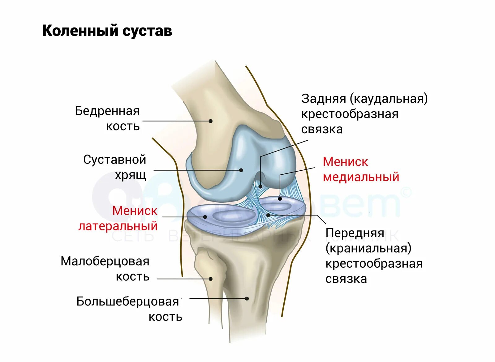 Мениск коленного сустава лечение в домашних. Строение мениска коленного сустава анатомия. Медиальный мениск коленного сустава анатомия. Мениски Еолега анатомия. Связки мениска коленного сустава.