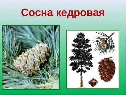 Отличия сосна