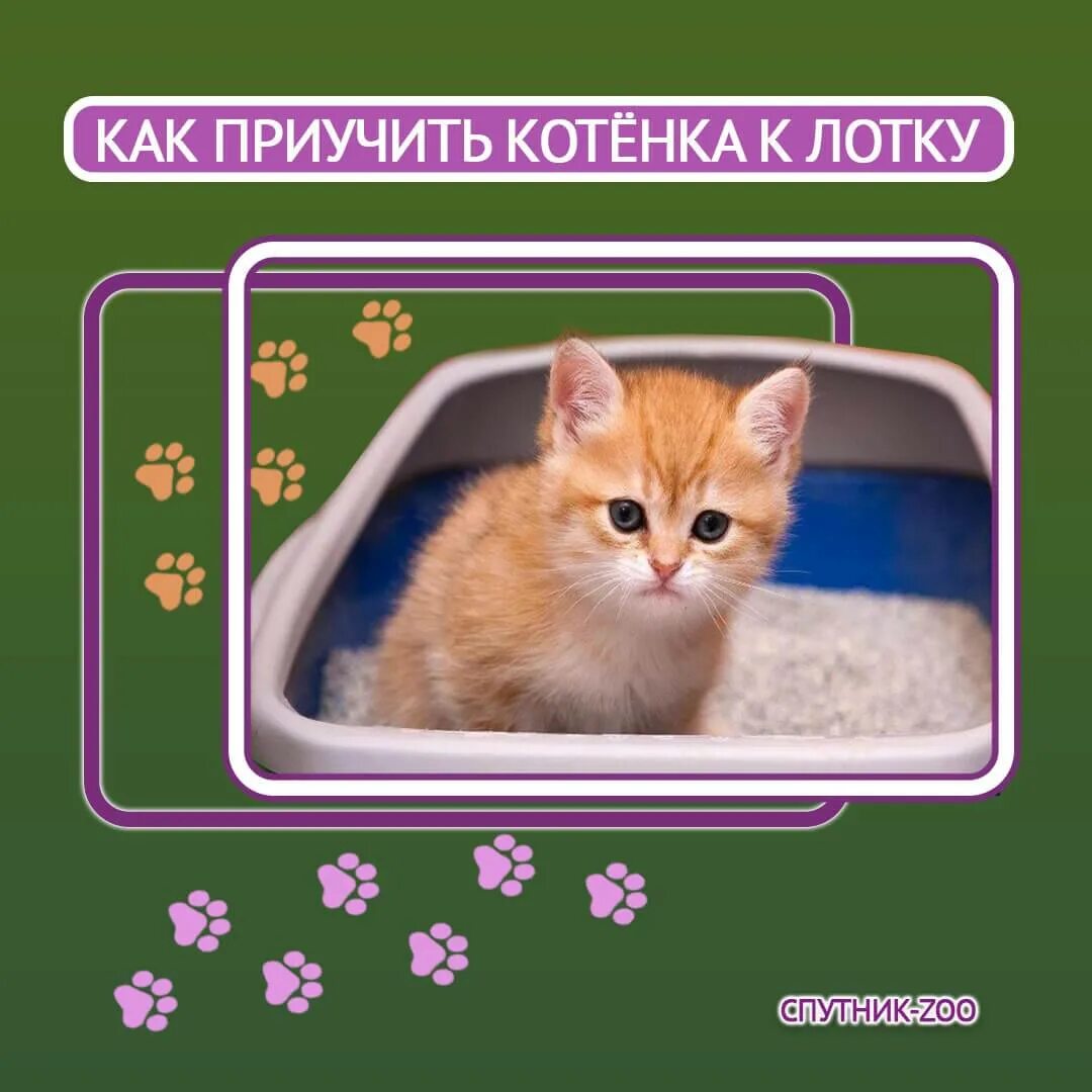 Как приучить котенка. Как приучить котёнка к латку. Как приучить котёнка к имени. Как приучить котенка к себе. Акк приучить котенка к имени.