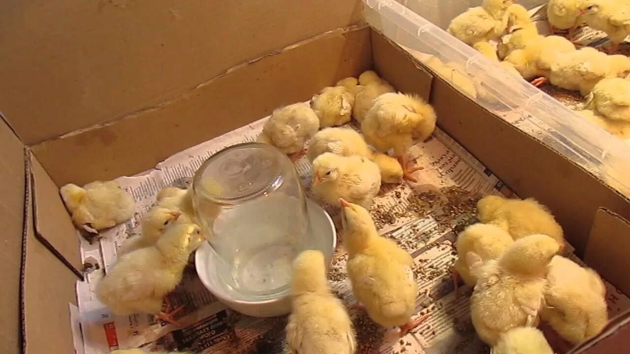 Бройлеры первые дни жизни чем кормить. Цыплята бройлеры подрощенные. Схема кормления кур несушек. Бройлер кобб 500. Цыплят суточных бройлеров.
