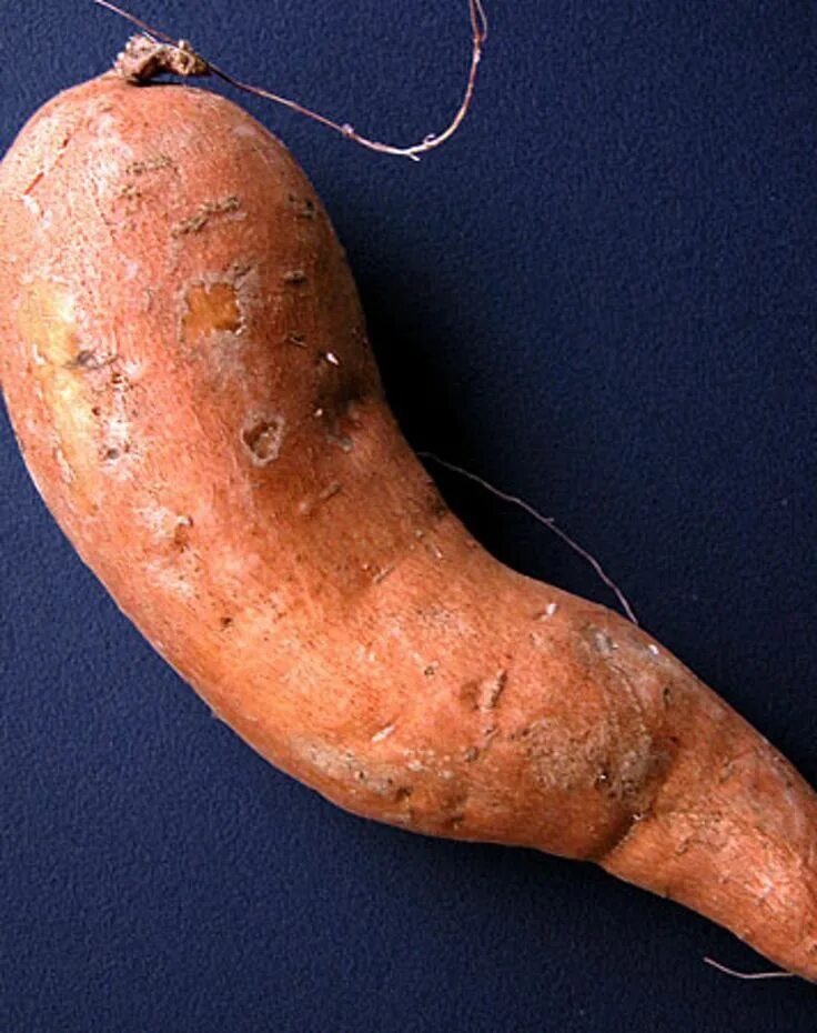 Growing and Caring for Sweet Potatoes Growing sweet potatoes, Sweet potato plant