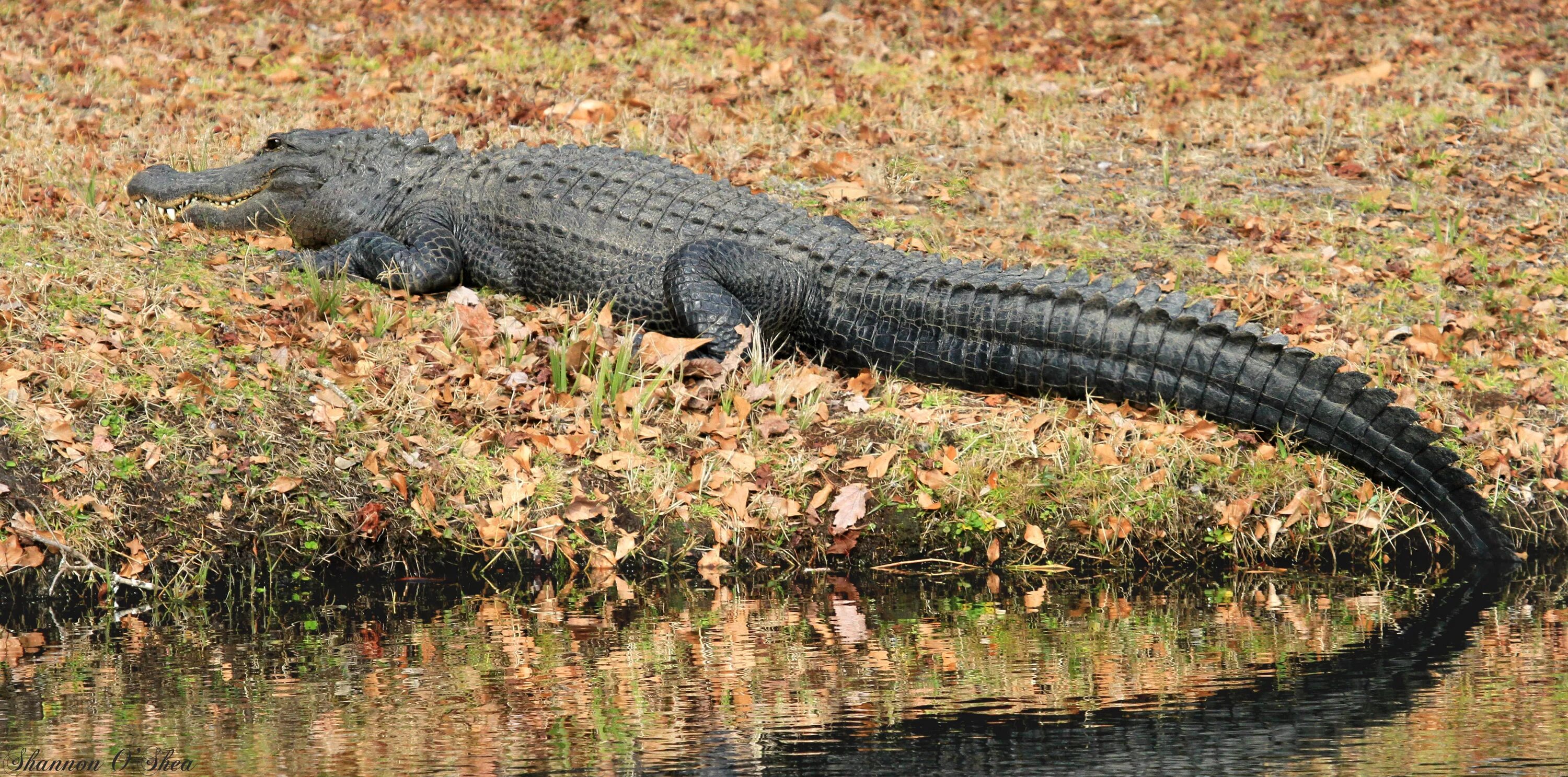Черный кайман крокодил. Аллея аллигаторов во флориде. Американский крокодил аллигатор. Узкомордый крокодил. Болотах манчак алигатор.