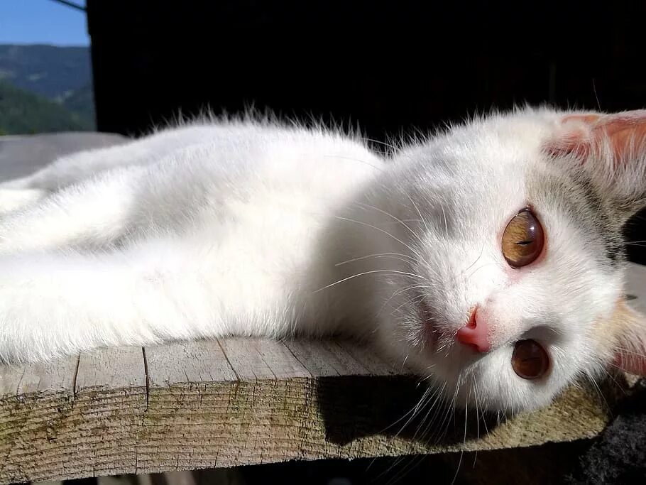Кошка мечты