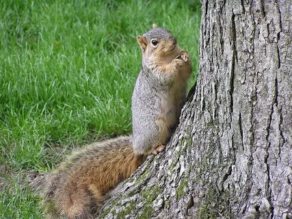 File:Fox squirrel with sunflowerseed by tree South Bend Indiana USA.jpg - W...