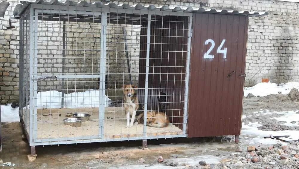 Приюты брянск. Элитный приют для животных. Собачий приют брянск. Приют собак в брянске бежицкий район. Приют для собак брянск.