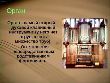 3 факта о органе