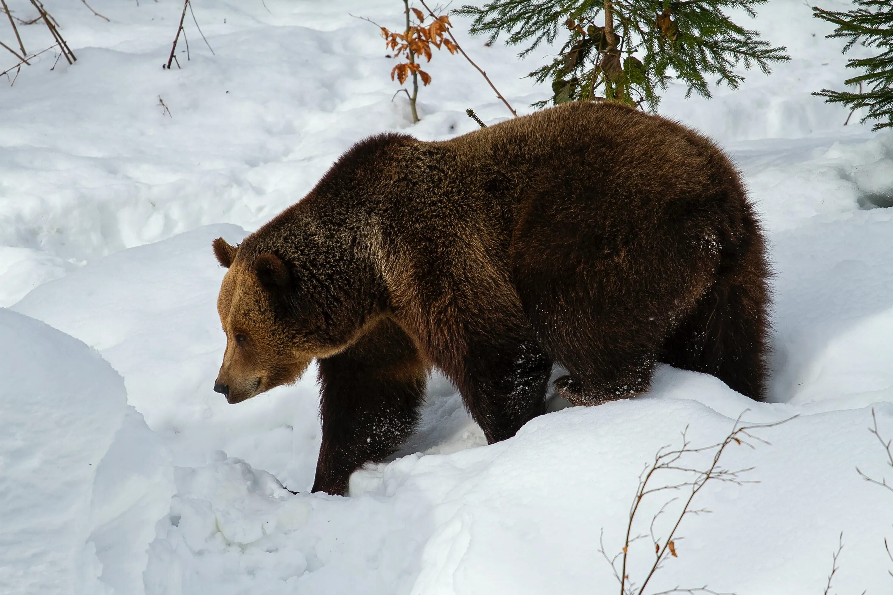 Медведь весной картинки. Медведь Гризли Берлога. Бурый медведь Курганская область. Берлога гималайского медведя. Бурый медведь.