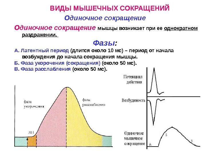 Типы и режимы сокращения мышечных волокон.. График одиночного мышечного сокращения физиология. Формы мышечного сокращения физиология. Мышцы с одиночным типом сокращения.