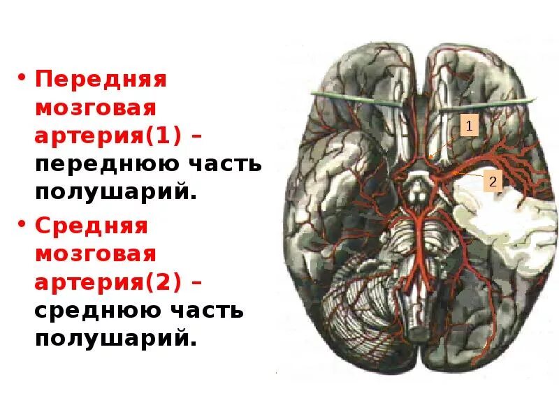 Задняя соединительная артерия мозга. Передняя мозговая артери. Передняя артерия головного мозга. Средняя мозговая артерия анатомия. Передне мозговая артерия.