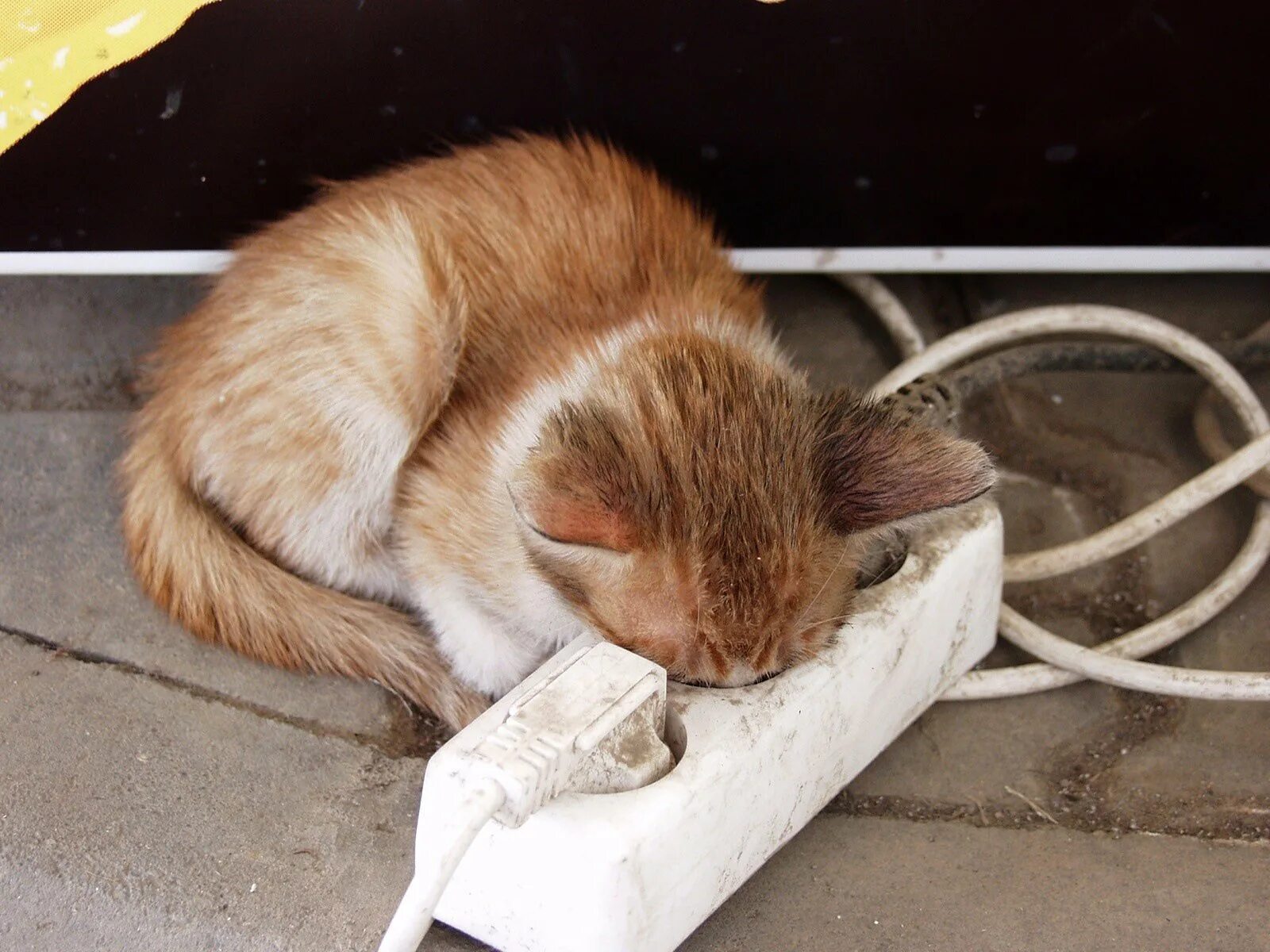 Ты меня заряжаешь рисунок. Юмор в картинках кошки. Мультяшный лентяй. Главное не лениться захотел поспать поспи. У тебя бывают приступы лени.