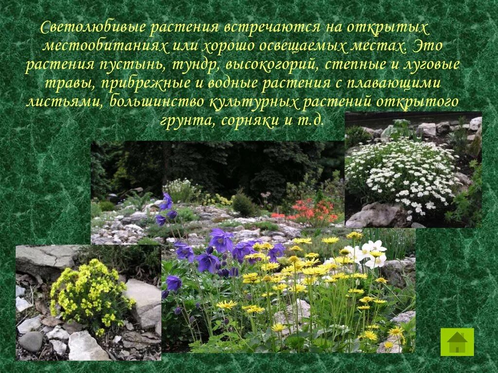 Плаун светолюбивое или тенелюбивое. Светолюбивые луговые растения. Светолюбивые и тенелюбивые растения. Светолюбивые растения на лугу. Растения открытых местообитаний.