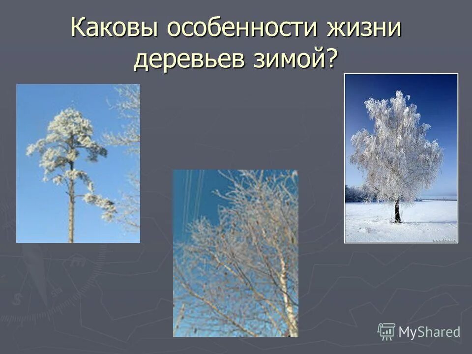 Деревья зимой для презентации. Лиственные и хвойные деревья зимой. Деревья зимой сочинение. Деревья зимой предложение. Деревья зимой предложение.
