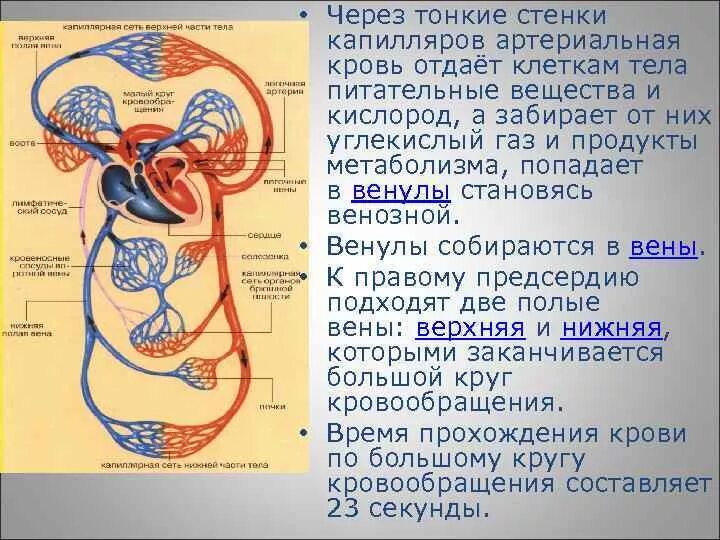 Происходит образование венозной крови из артериальной круг. Артериальная и венозная кровь. Вены большого круга кровообращения. В артериях артериальная кровь в венах венозная.