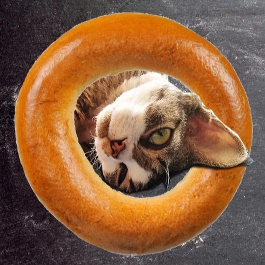 Бублик 32. Кот бублик. смешной бублик. котик с бубликом. кот с баранкой.