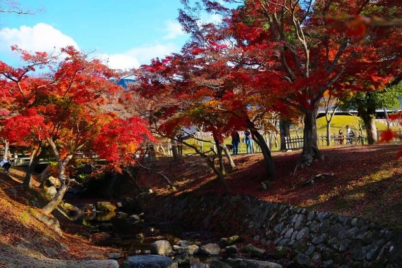 Яркие цветы. Ранняя осень. Осень питер невский. Осень барокко парк японский. Исаакиевский собор осенью.