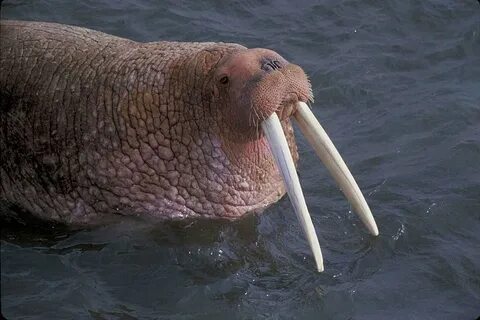 Морж среда обитания водная
