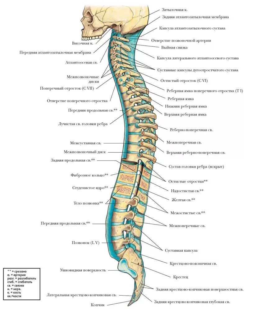 Верную последовательность расположения отделов позвоночника. Позвонки человека анатомия атлас. Позвоночник человека вид сбоку.