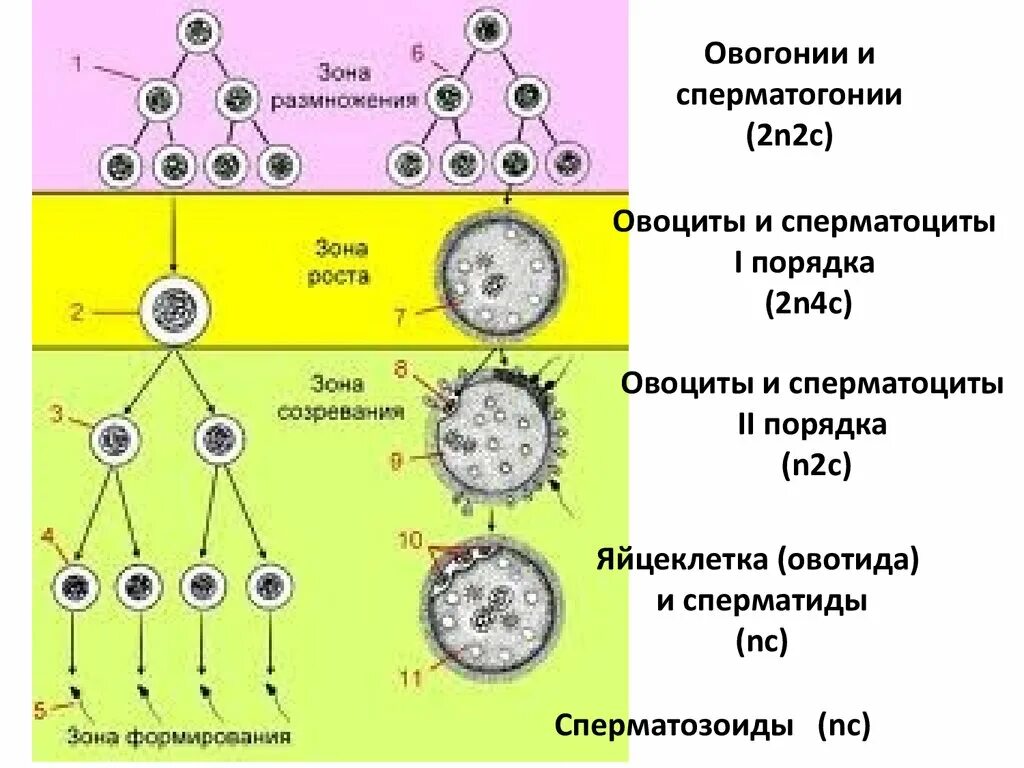 Овогенез размножение рост созревание. Сперматогенез зона созревания. Фаза размножения овогенеза. Зона размножения овогенеза.