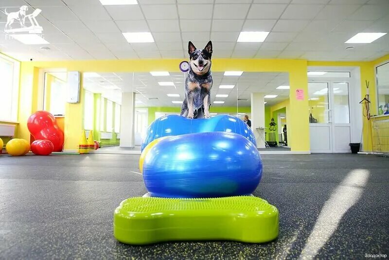 зоодоктор ветеринарная клиника екатеринбург. зоодоктор череповец. екатеринбург улица культуры 25. зоодоктор на вторчермете екатеринбург. зоодоктор бульвар культуры 25.