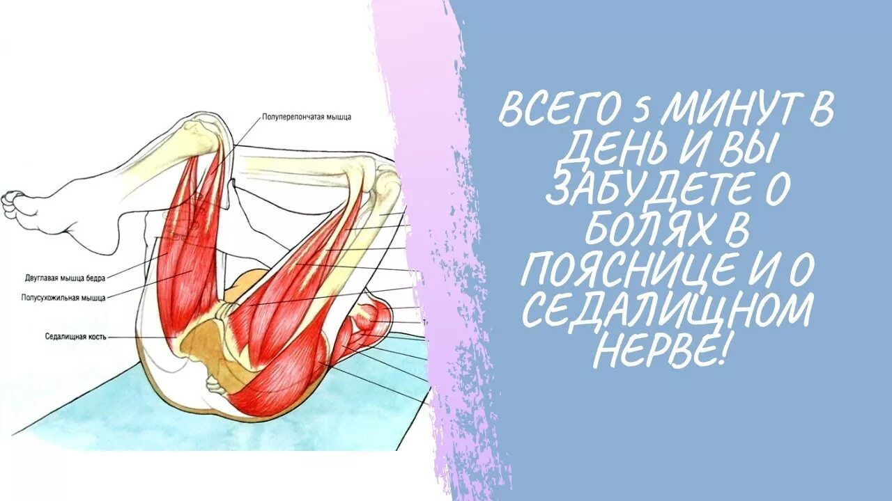 Ягодицы и мышцы тазового дна