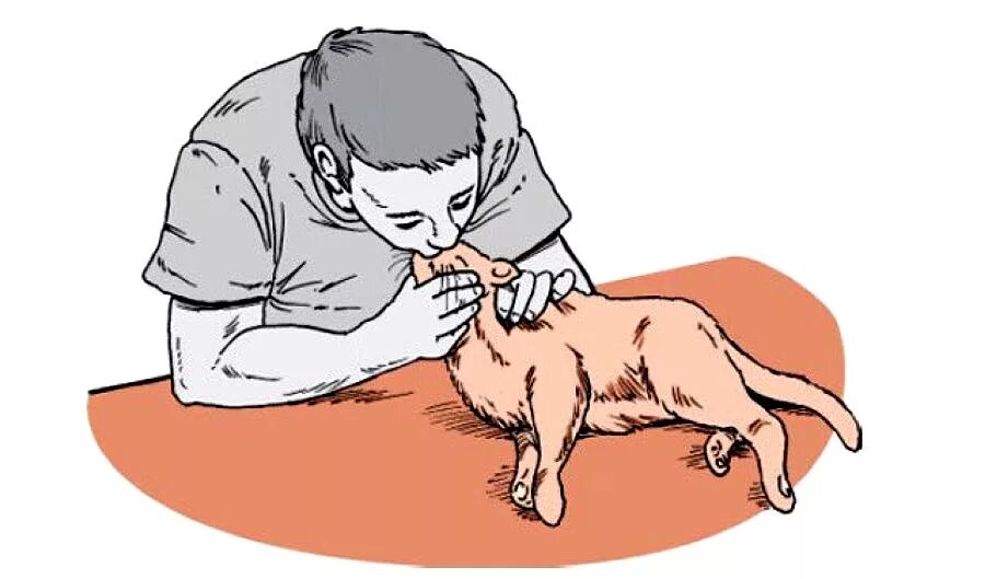 Что делать если кот задыхается
