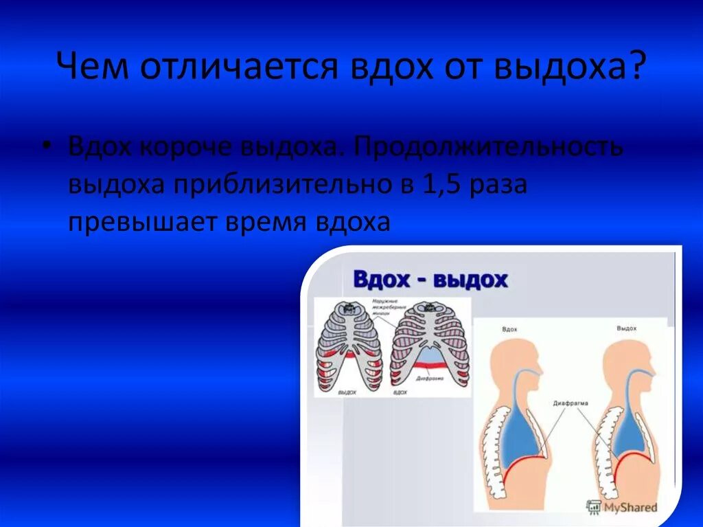 Механизм вдоха и выдоха физиология. Схема вдоха и выдоха. Разница при вдохе и выдохе. Дыхание вдох и выдох. Как называется процесс дыхания человека