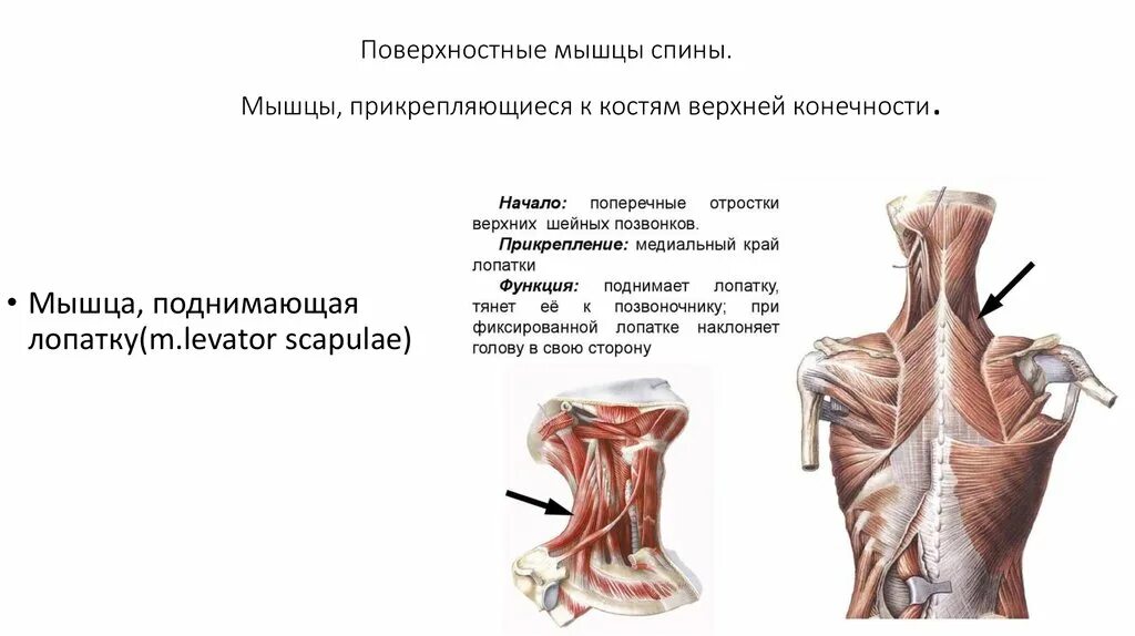 Чем прикреплены мышцы. Мышца поднимающая лопатку. поверхностные мышцы спины. мышца поднимающая лопатку анатомия. мышцы прикрепляющиеся к лопатке.