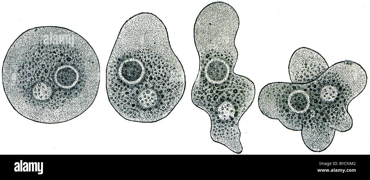 Амёба бородавчатая. Амеба одноклеточная. Одноклеточные организмы амеба. Хламидомонада амеба инфузория. Инфузория туфелька ложноножки