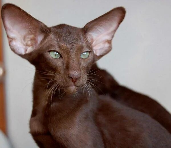 Ушастый кот порода Ориентал. Ориентальная кошка. Абиссинская Сомали Ориентальная. Сиамский Петерболд.