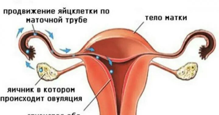 Овуляция. Что такое овуляция у женщин. Оплодотворение девушки. Овуляция половые губы