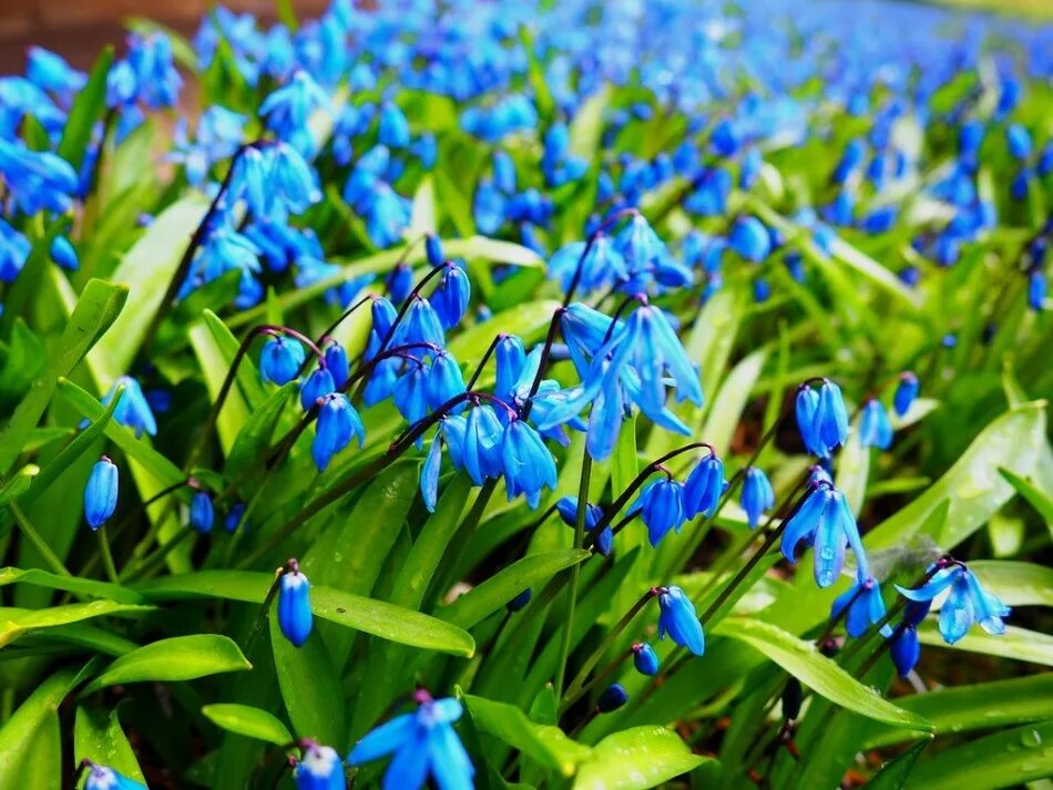 Синие подснежники печеночница. Подснежник печеночница. Первоцвет весенний синие цветы. Крокус ветреница, подснежник,медуница. Голубой подснежник пролеска.