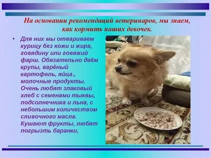Рекомендации ветеринаров