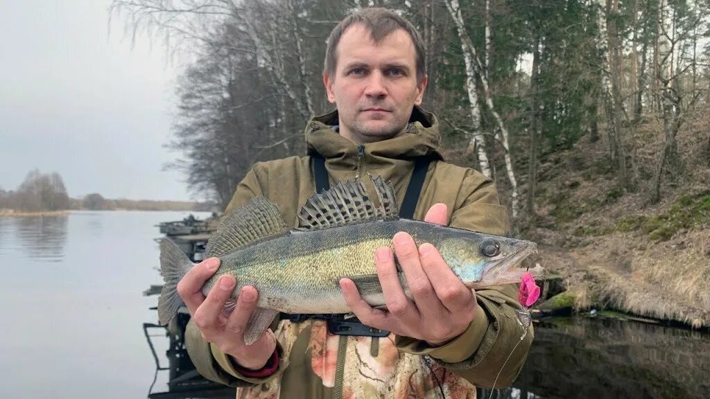 Экспертиза рыбы судака. Тест судак. Рыбалка калач на дону волгоградской области 2021. Судак в тесте. Спиннинг блэк холл прогрессор.