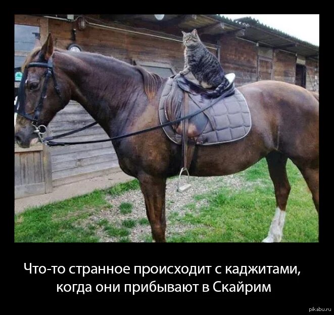 Хочу коня. Хочешь можешь стать буденным хочешь лошадью. Хочешь можешь стать буденным хочешь лошадью. Книга я хочу быть лошадью. Лошадь прикол.