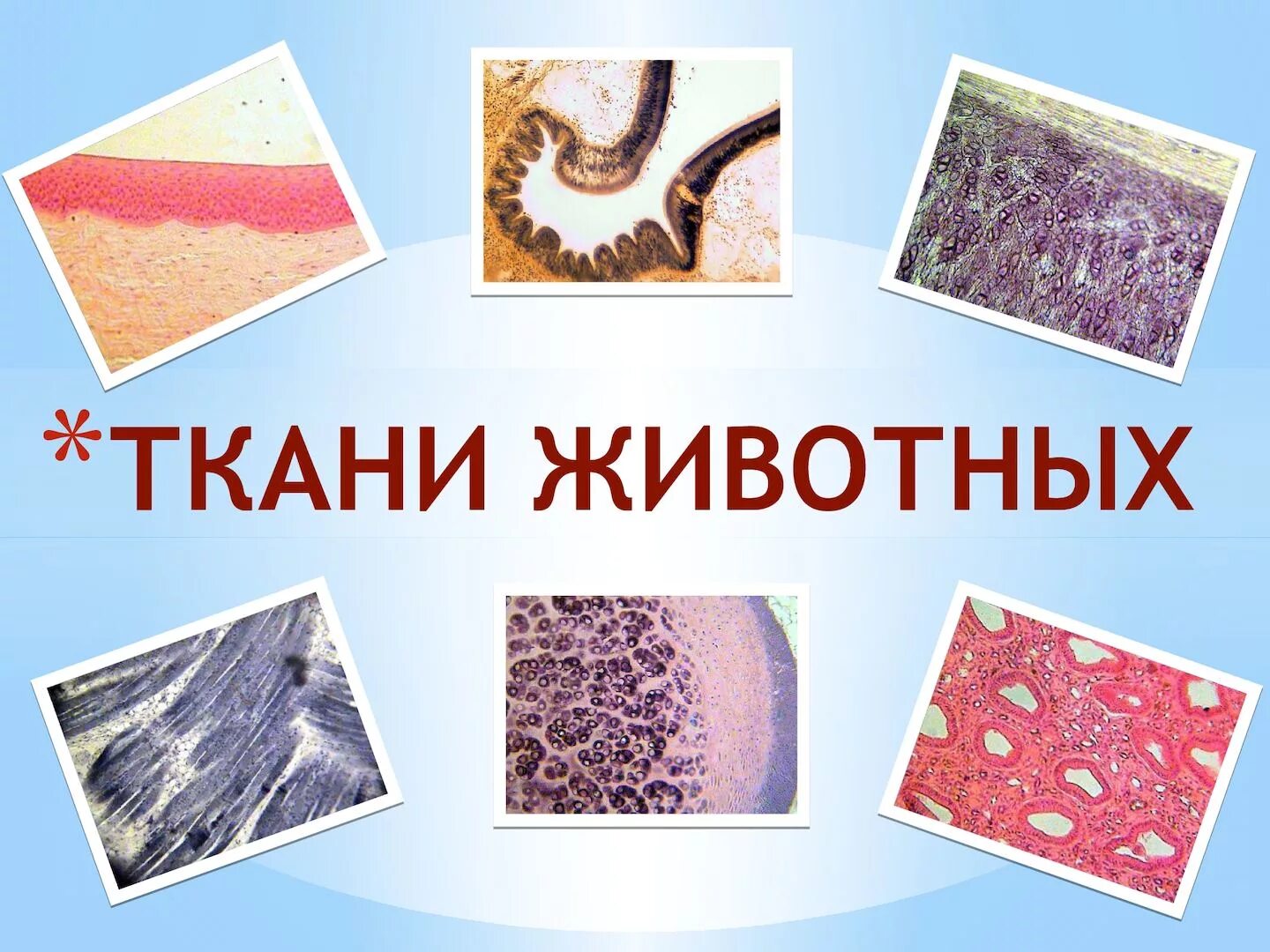 Ткань состоит из клеток сходных