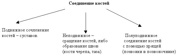 Скелет строение состав и соединение костей презентация. Схема соединения костей. виды соединения костей схема. классификация соединений костей схема. составьте схему «типы соединения костей»..