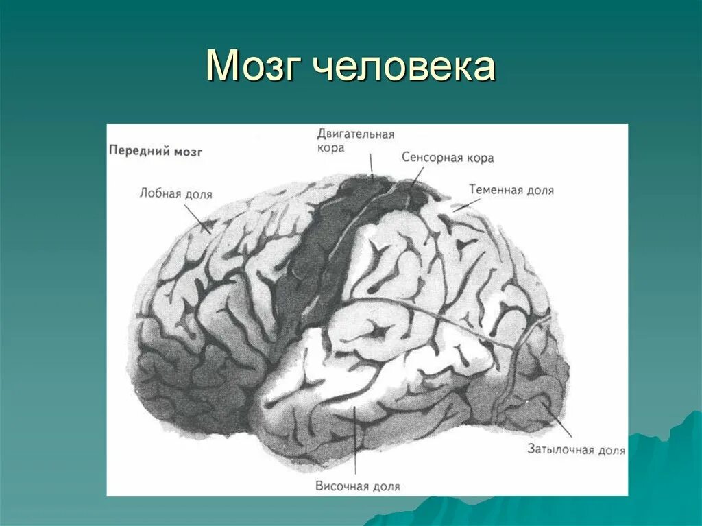 Презентации на тему мозга. Строение головного мозга человека. Тема мозг.