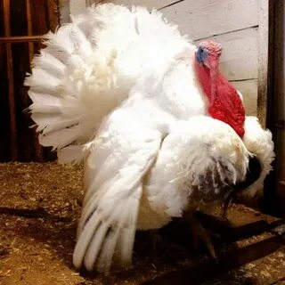 Какие породы индюков