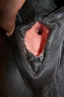 Horse pussy up close