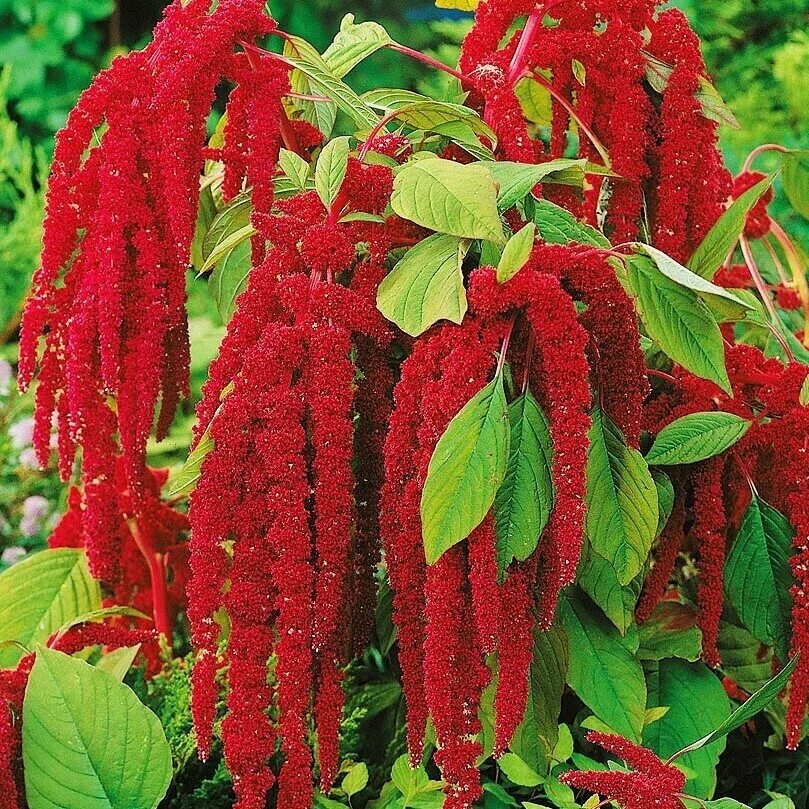 Цветок амарант хвостатый. Амарант красный. Амарант хвостатый каскад. Амарант красный. Цветок амарант хвостатый.