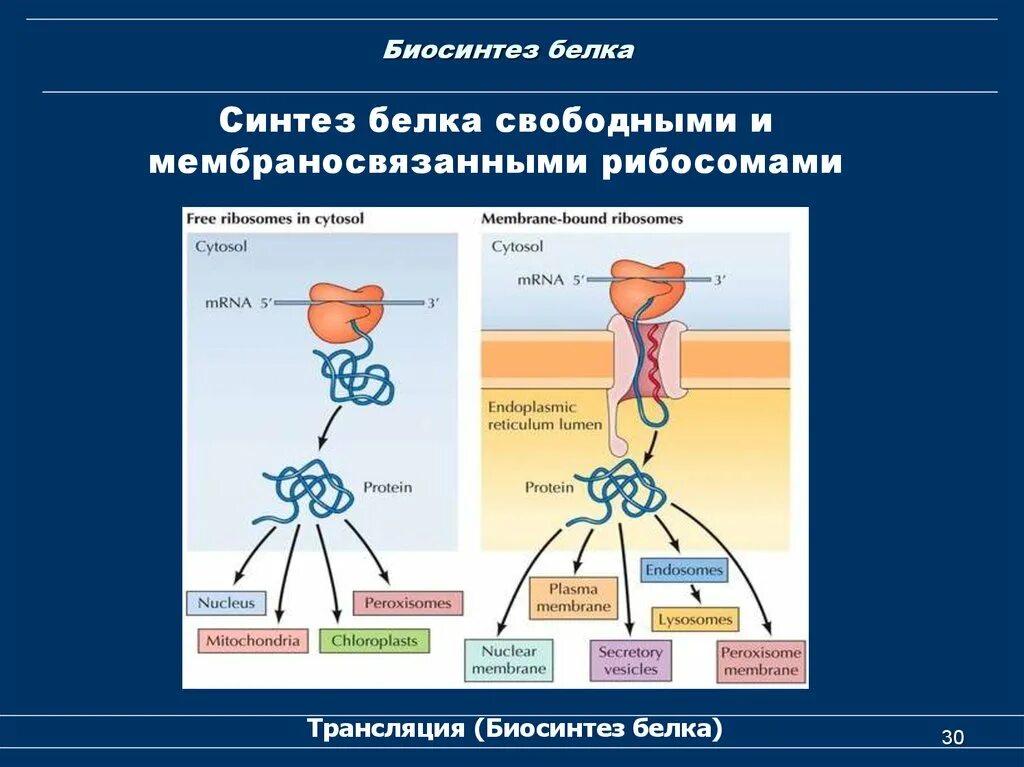 Белковый транспорт. Посттрансляционный Синтез белка. Транспорт белков. Синтез и транспорт белков. Транспорт Биосинтез белка.