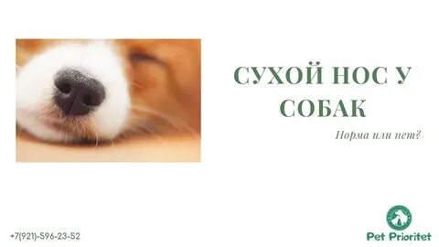 Мокрый нос сухой
