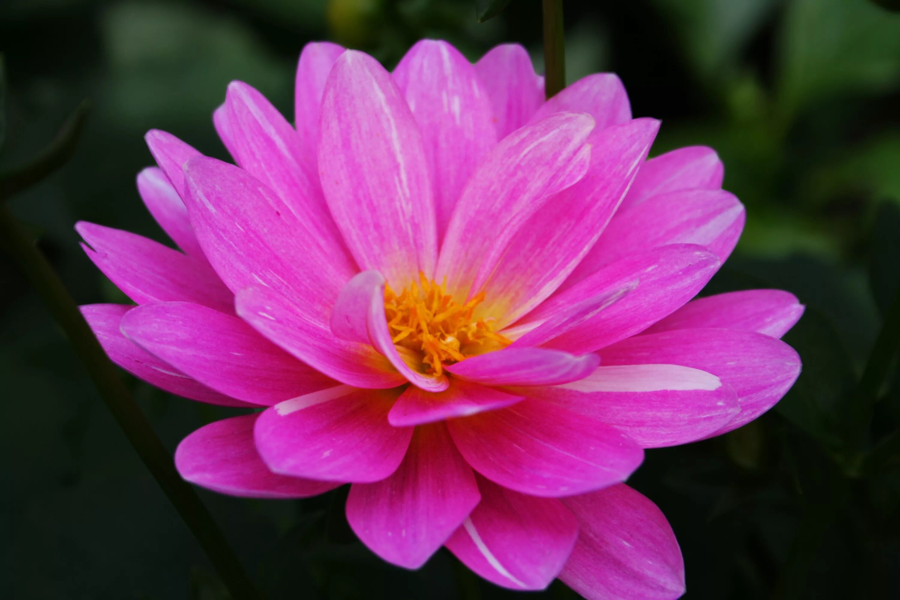 Нунуфар цветок. Лилия Фловер Пинк. Красивые цветочки. Розовые цветы.