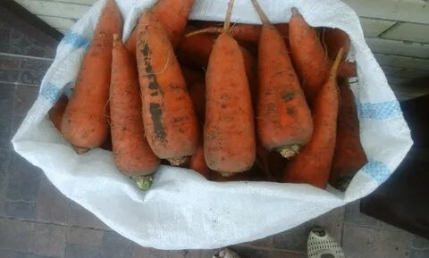 Морковь оптом волгоградская