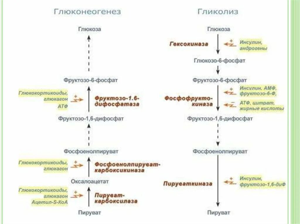 Гликолиз и глюконеогенез биохимия. Синтез гликолиза биохимия. Глюконеогенез схема с ферментами. Регуляция гликолиза и глюконеогенеза схема. Образования глюкозы в печени