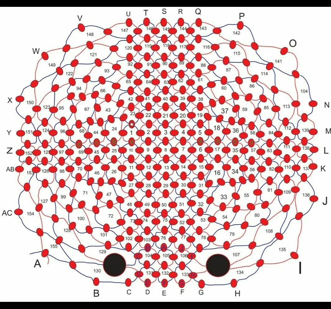 Схемы бисероплетения для начинающих цветы. Анатомия аксолотля. Схема из бисера аксолота. Аксолотль из бисера схема. Аксолотль из бисера схема плетения.