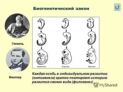 Суть биогенетического закона кратко